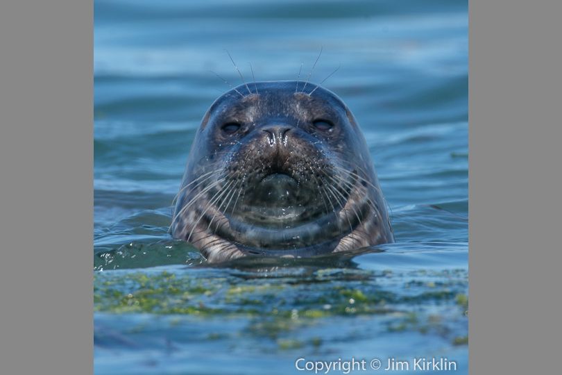 Curious Seal Pup #2
